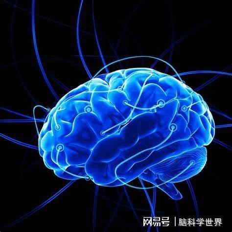 脑科学日报 大脑神经元获取能量的机制，油炸食品增加中风风险的警示